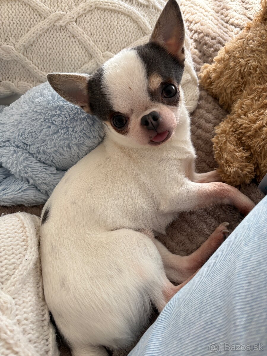 Mini čivava na krytie - 2