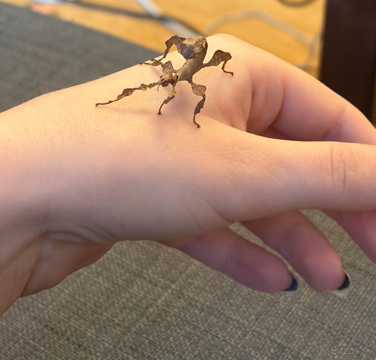 Strašilka austrálska - Extatosoma tiaratum, mláďatá - 2