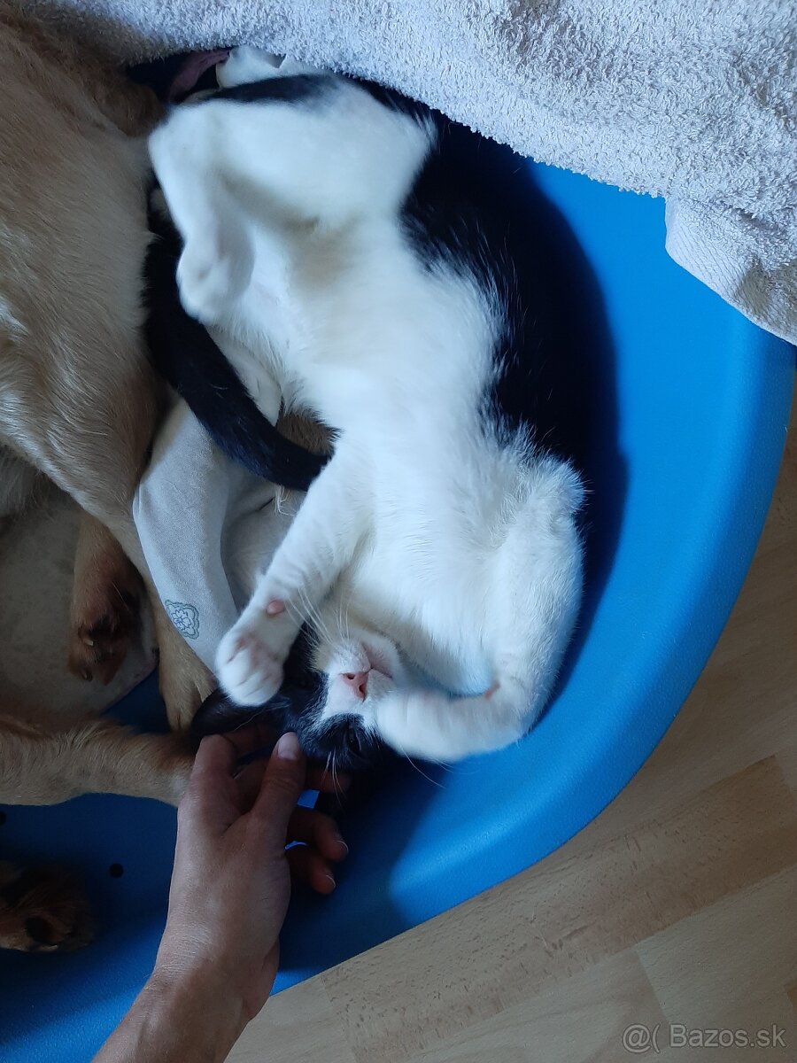 Kocuriky na adopciu - 2