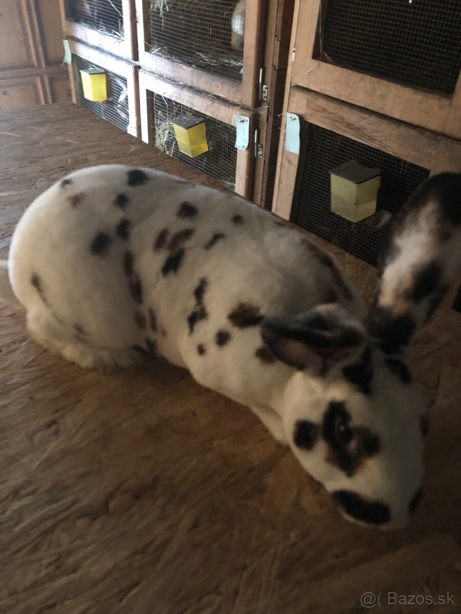 Dalmatinsky trojfarebný Rex,Kastorex,Burgundsky - 2