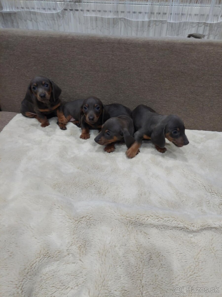 Jazvečik trpazlici - 2