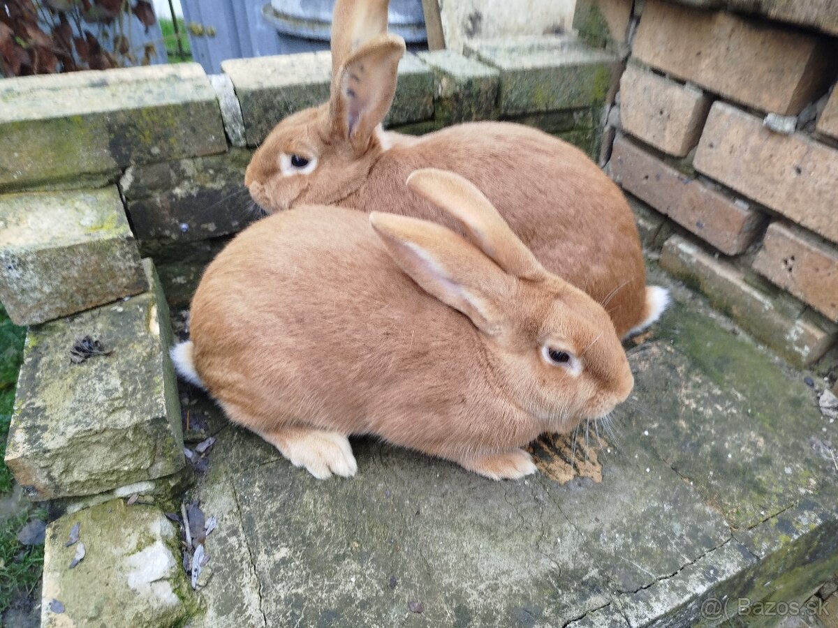 Burgundský králik - 2