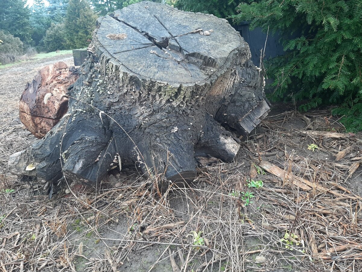 Predám koreň orecha/ korene z čerešne - 2