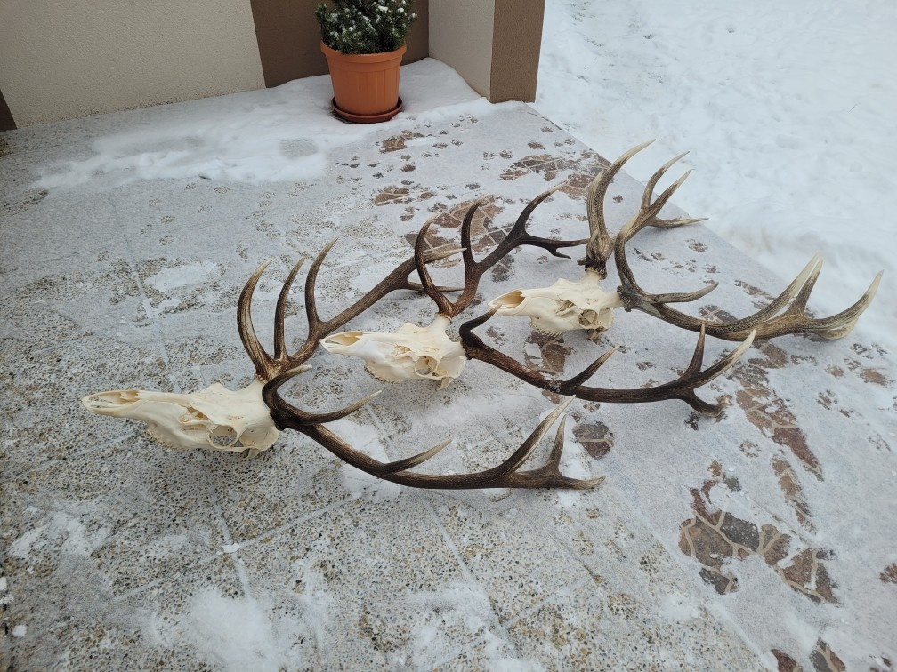 Predám trofeje jeleňa - 2