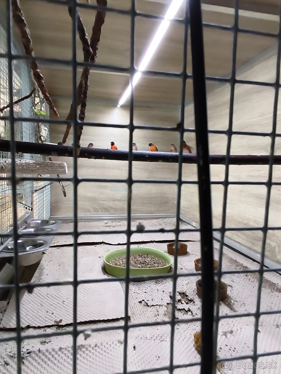 Drobotina čížik ohnivý - 2