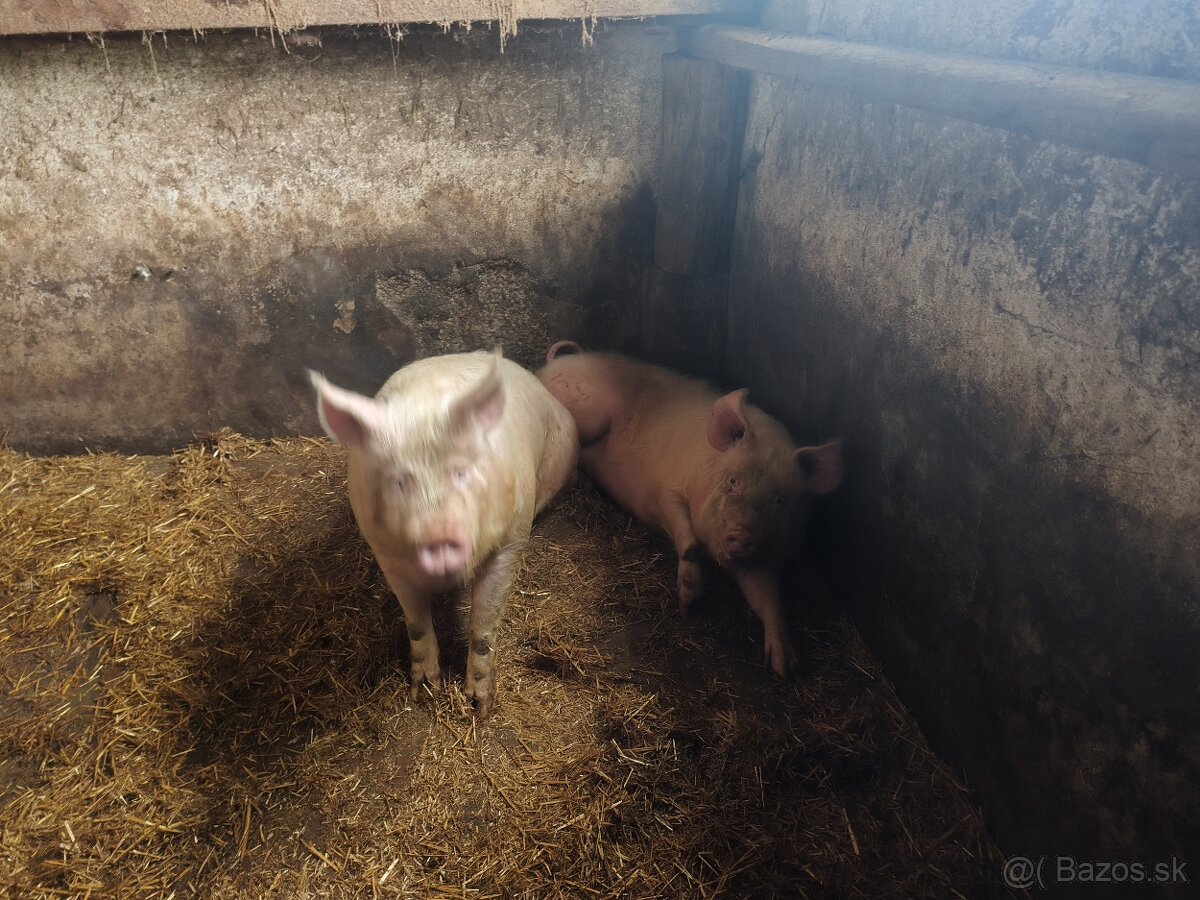 Predám ošipane - 2