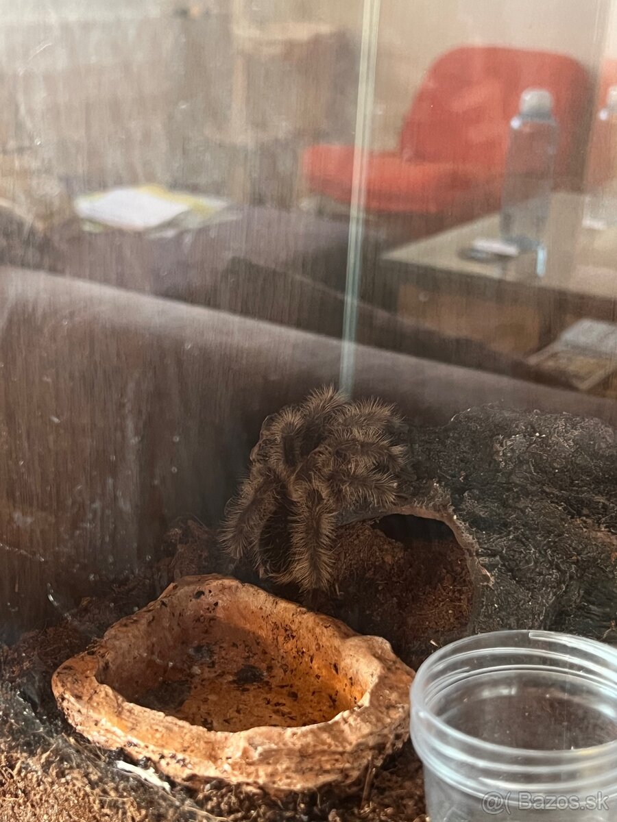 Tliltocatl albopilosus tarantula - 2