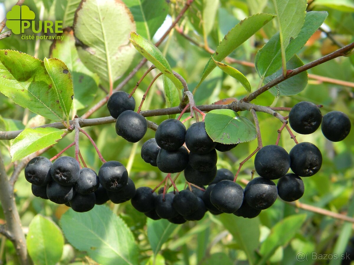 ARÓNIA ČIERNOPLODÁ – ČIERNA JARABINA - 2