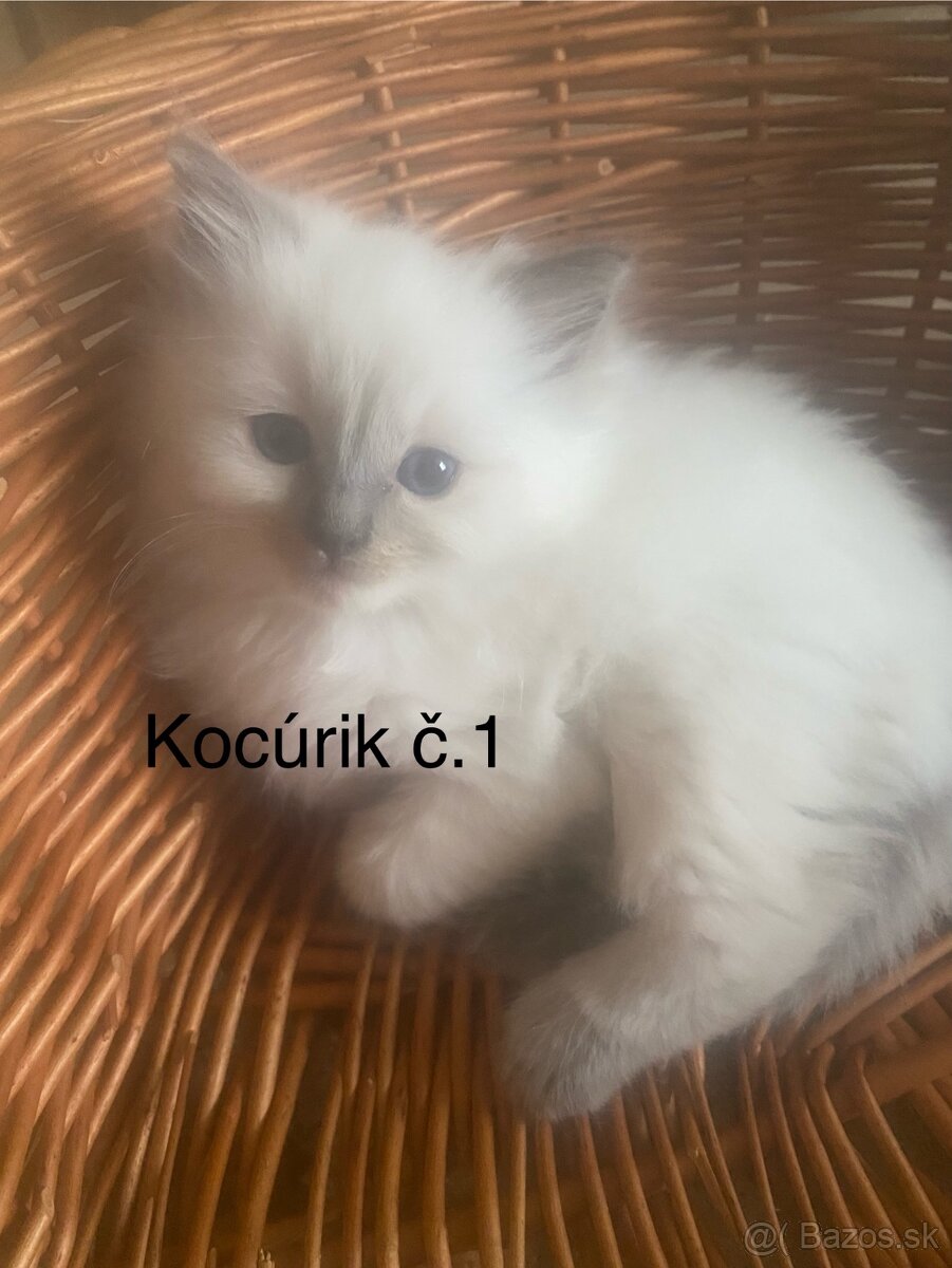 Ragdoll mačiatka bez PP-poslední 3 voľní kocúrikovia - 2