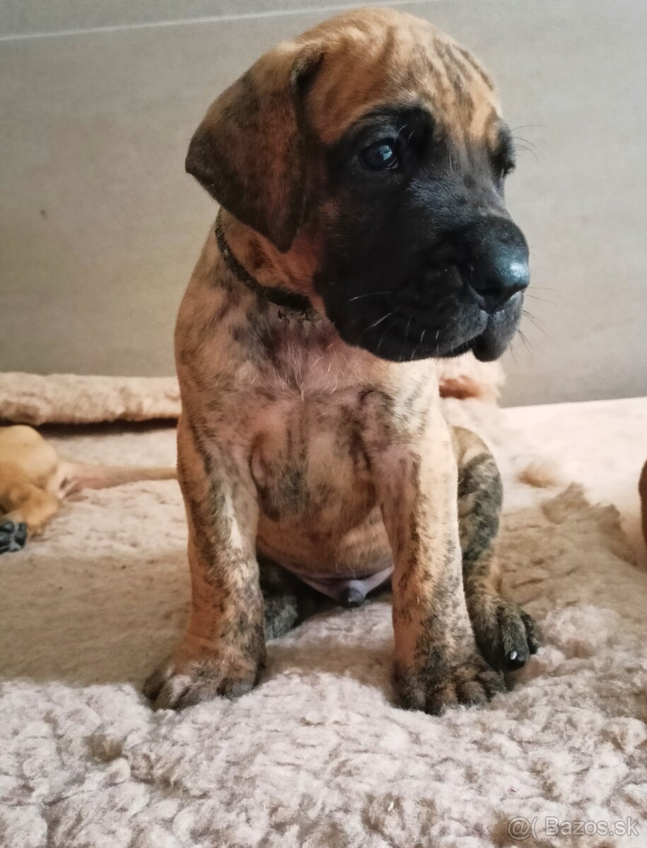 Německá doga žíhaná, žlutá - 2