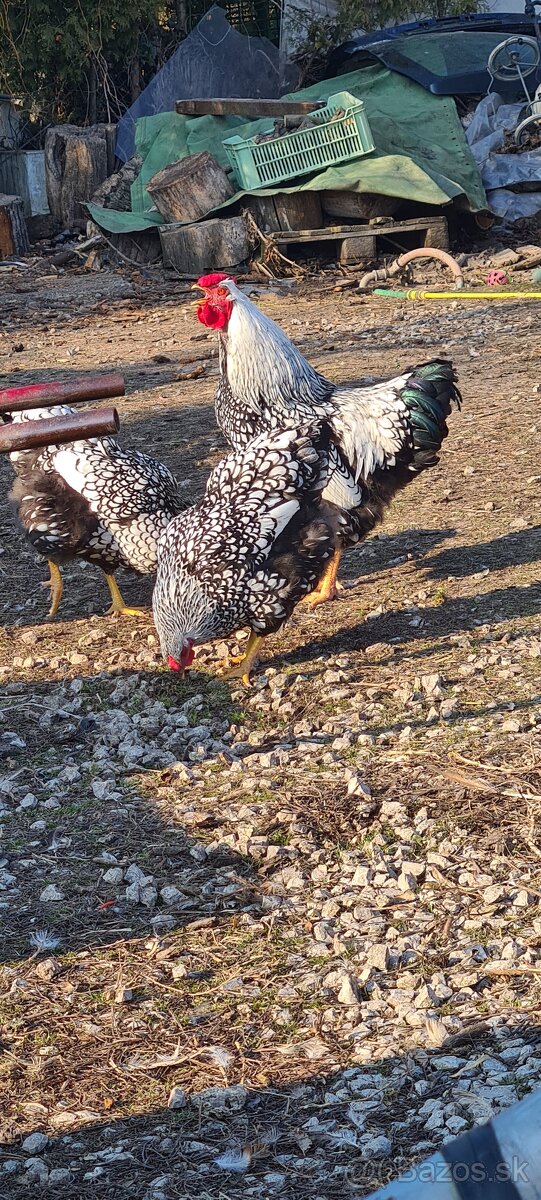 Wyandotka strieborná cierno lemovana - 2