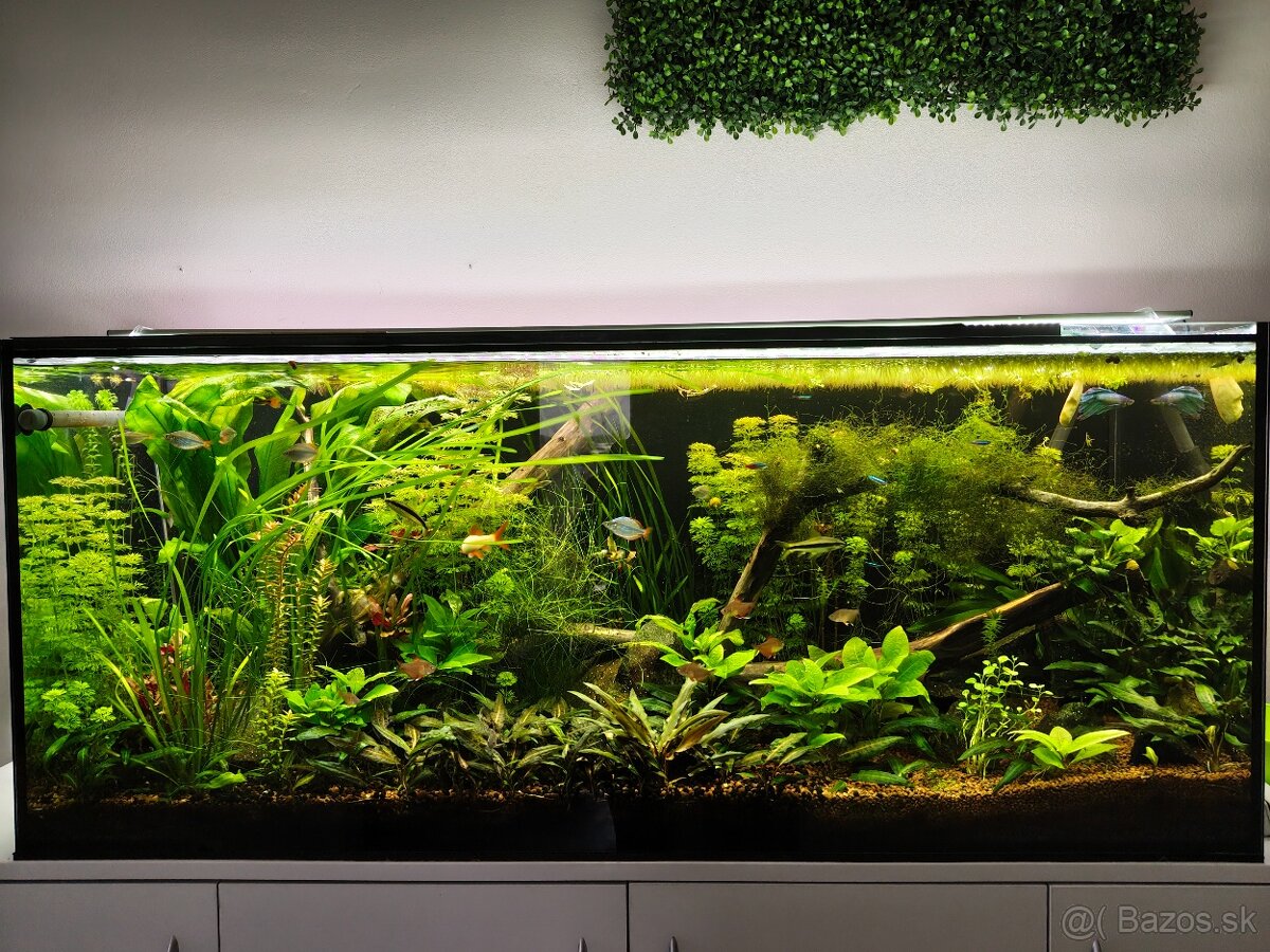 Rastliny do akvária - 2