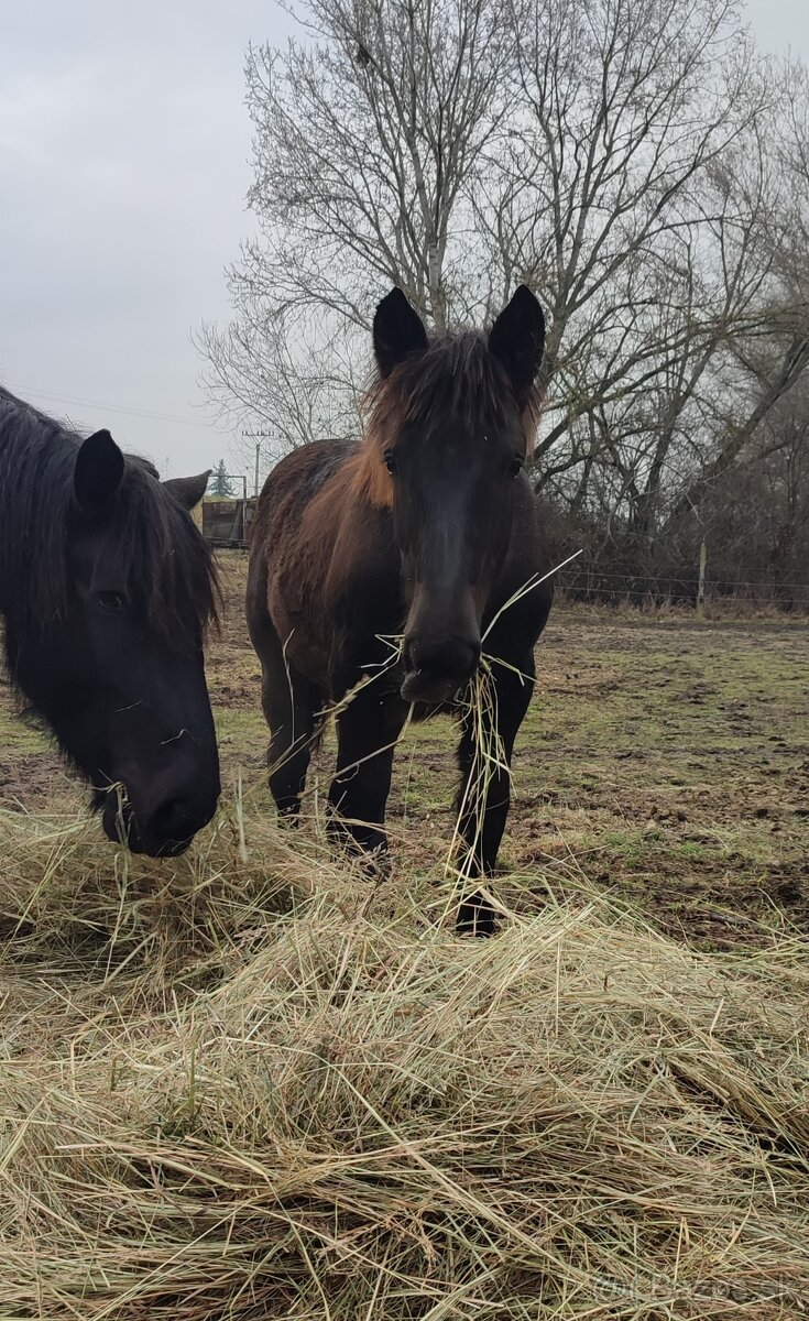 Mladá kobylka Norik Muránsky - 2