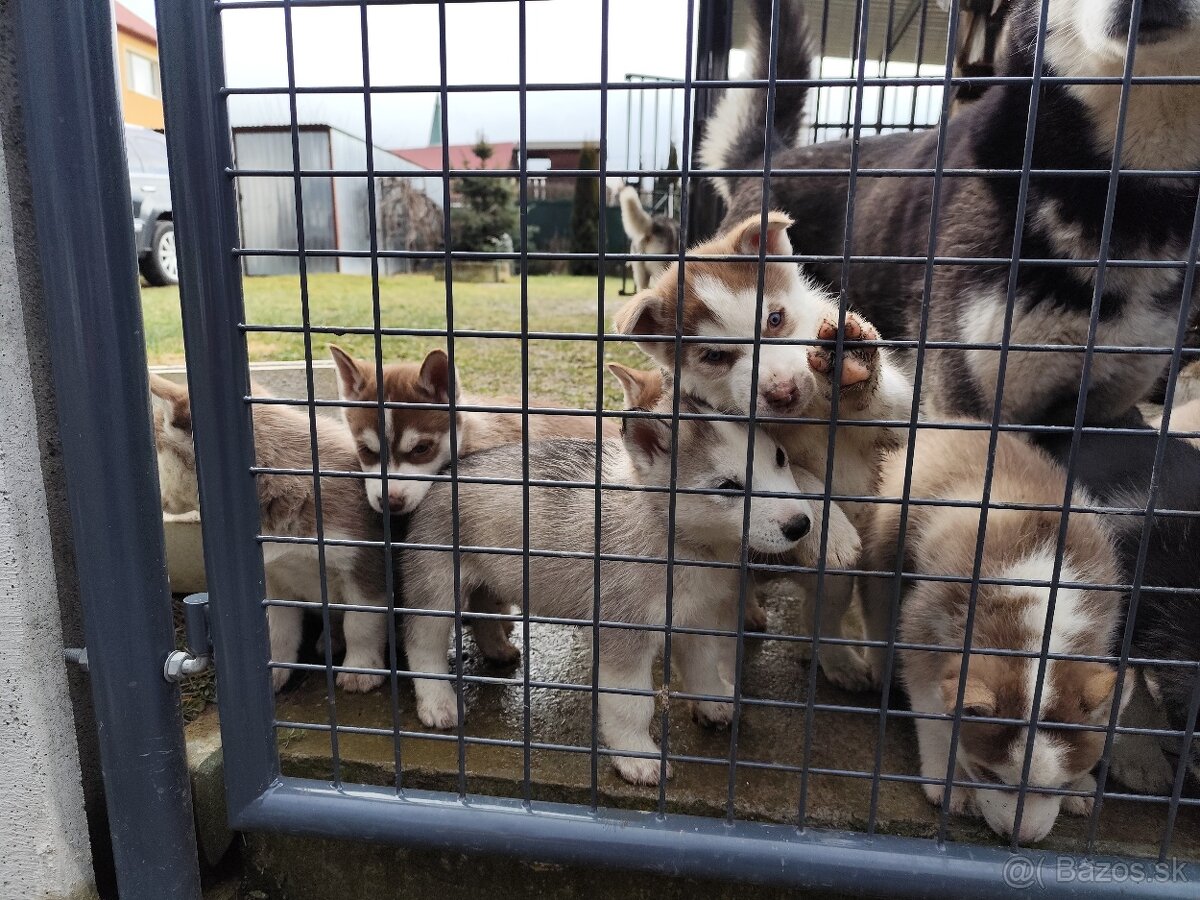 Sibírsky husky šteniatka - 2