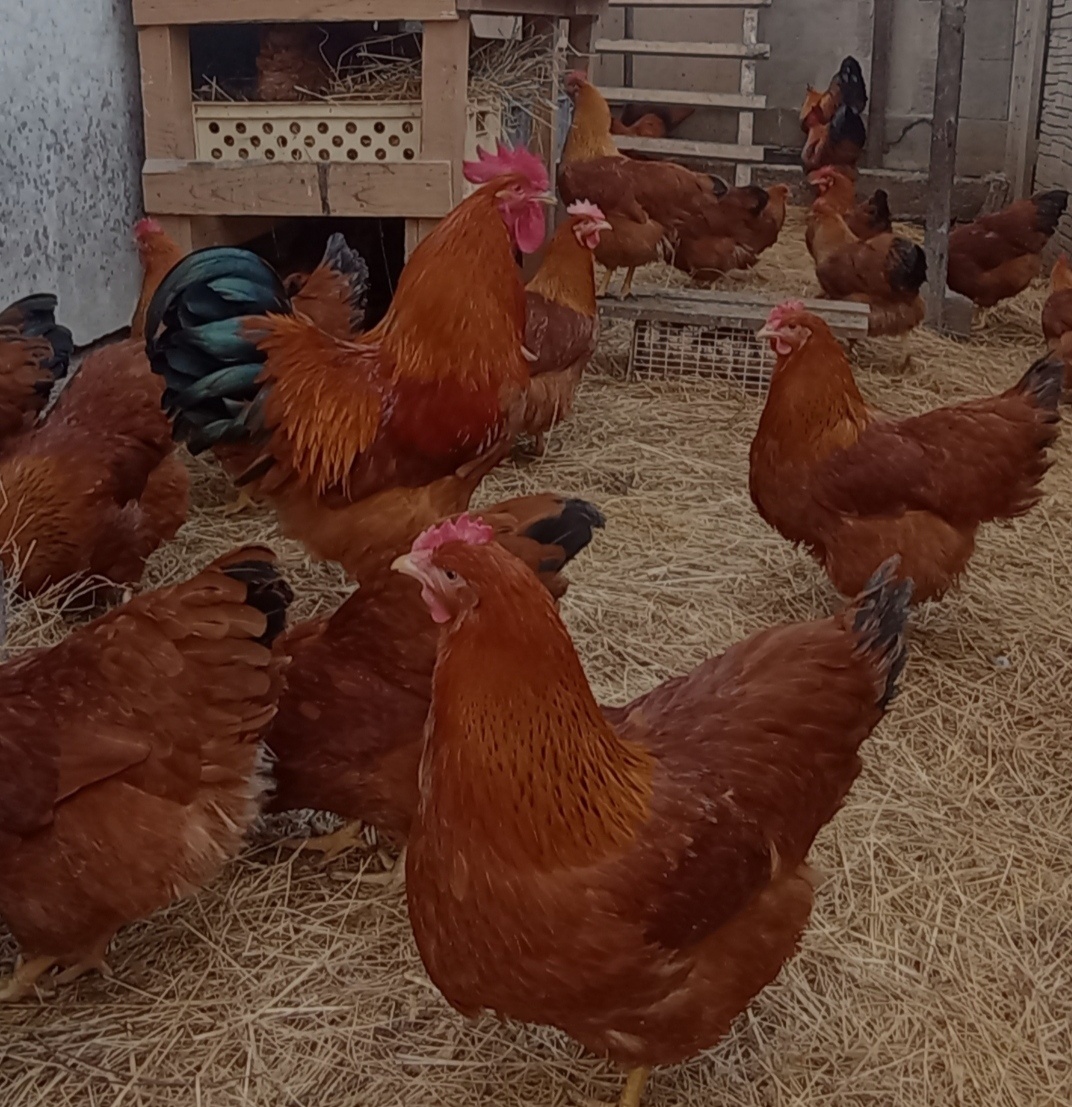 Kuriatka Hempšír a Plymutka biela - 2