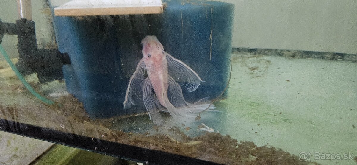 Prisavník snow white longfin - 2