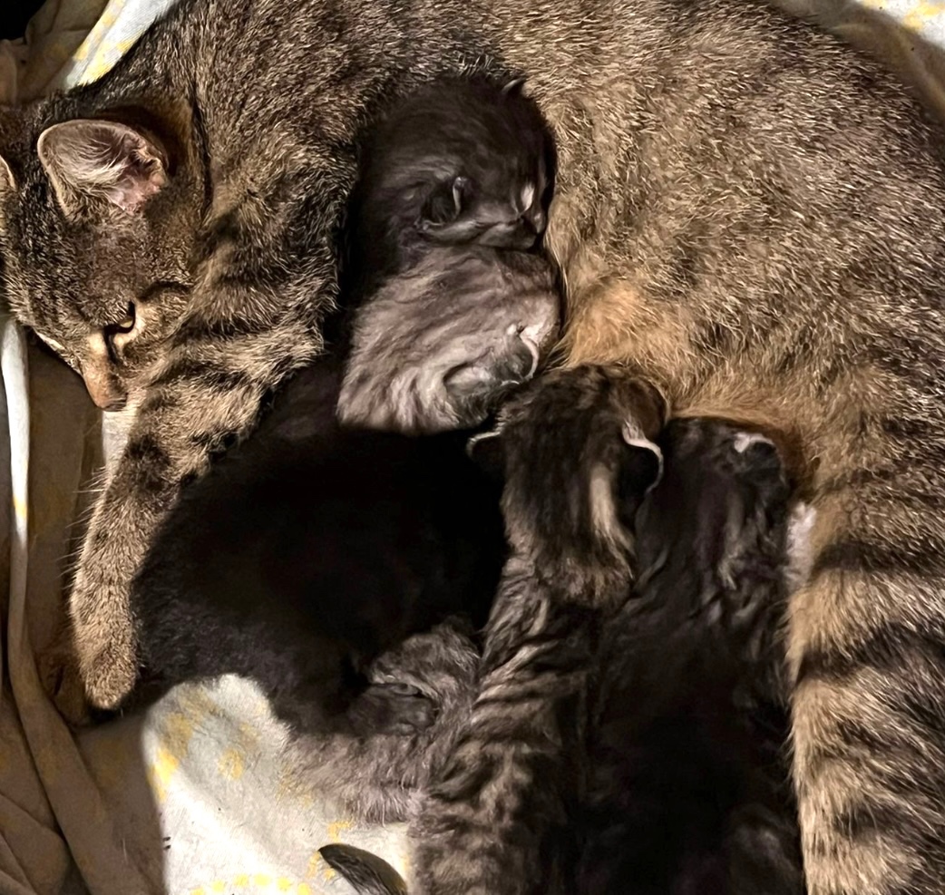 Maciatka hľadajú nový domov - 2