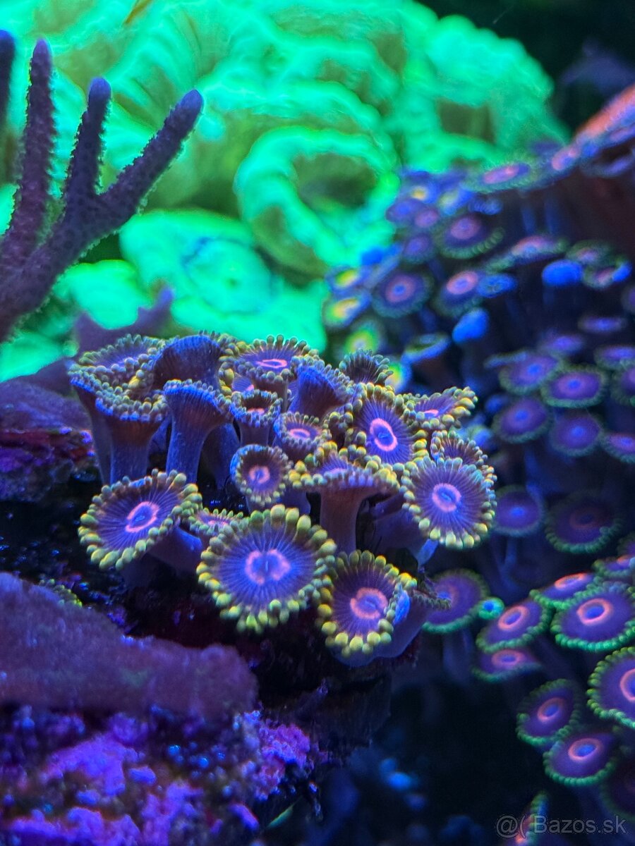 Zoanthus Mind Trick 20+ polypov - 2