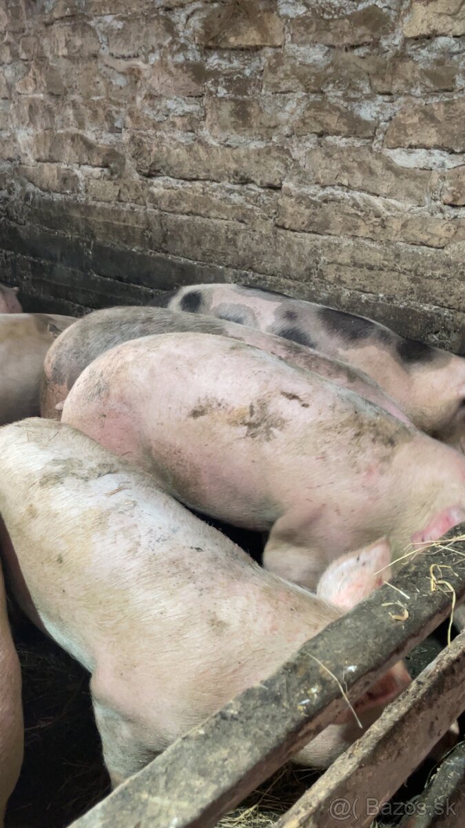 Jatočné ošípané - 2