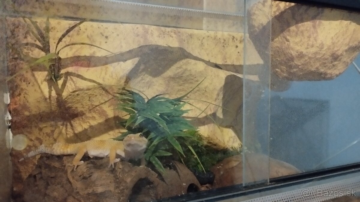 Predaj gekončík nočný - 2