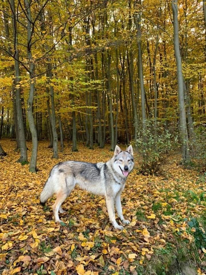 Československý vlčiak s PP - 2