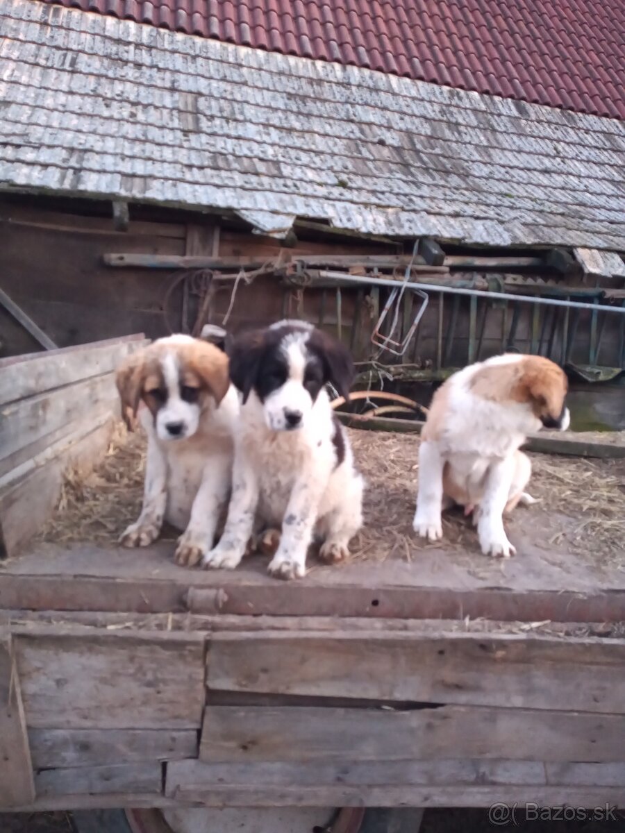 Bernardín šteniatka - 2