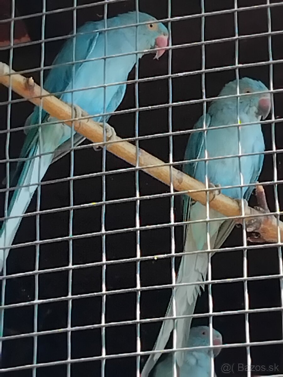 Alexander malý modrý - 2