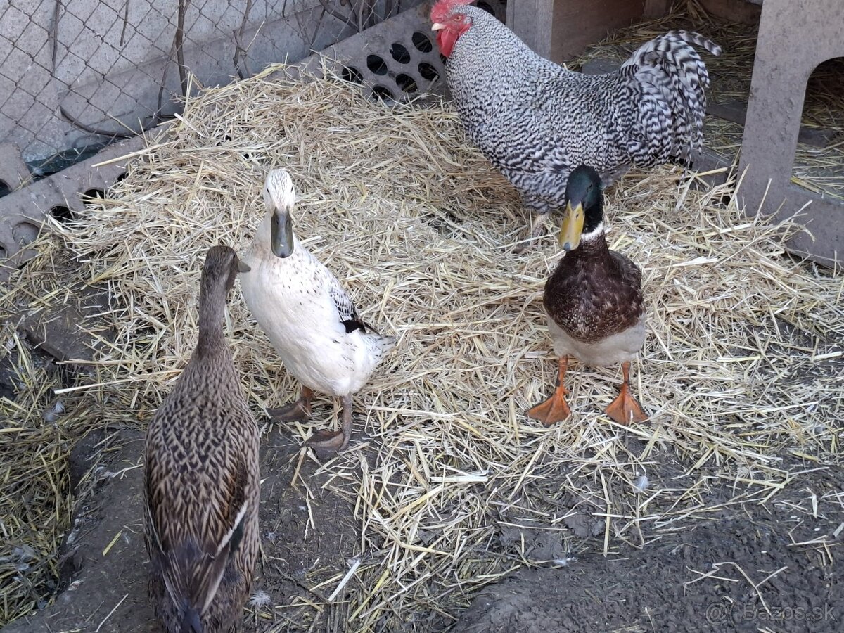 Kačice indicke bežce 20€ za vsetky 3 - 2