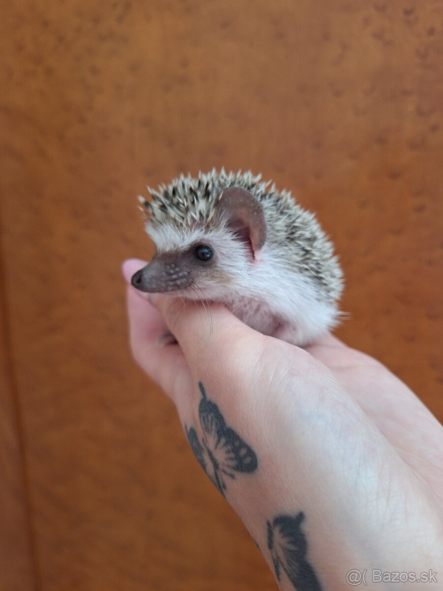 Ježko africký bielobruchý-samička - 2