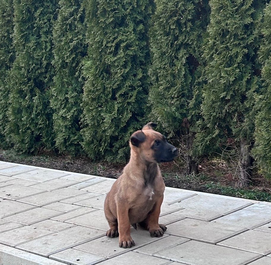Belgický ovčiak- Malinois - 2