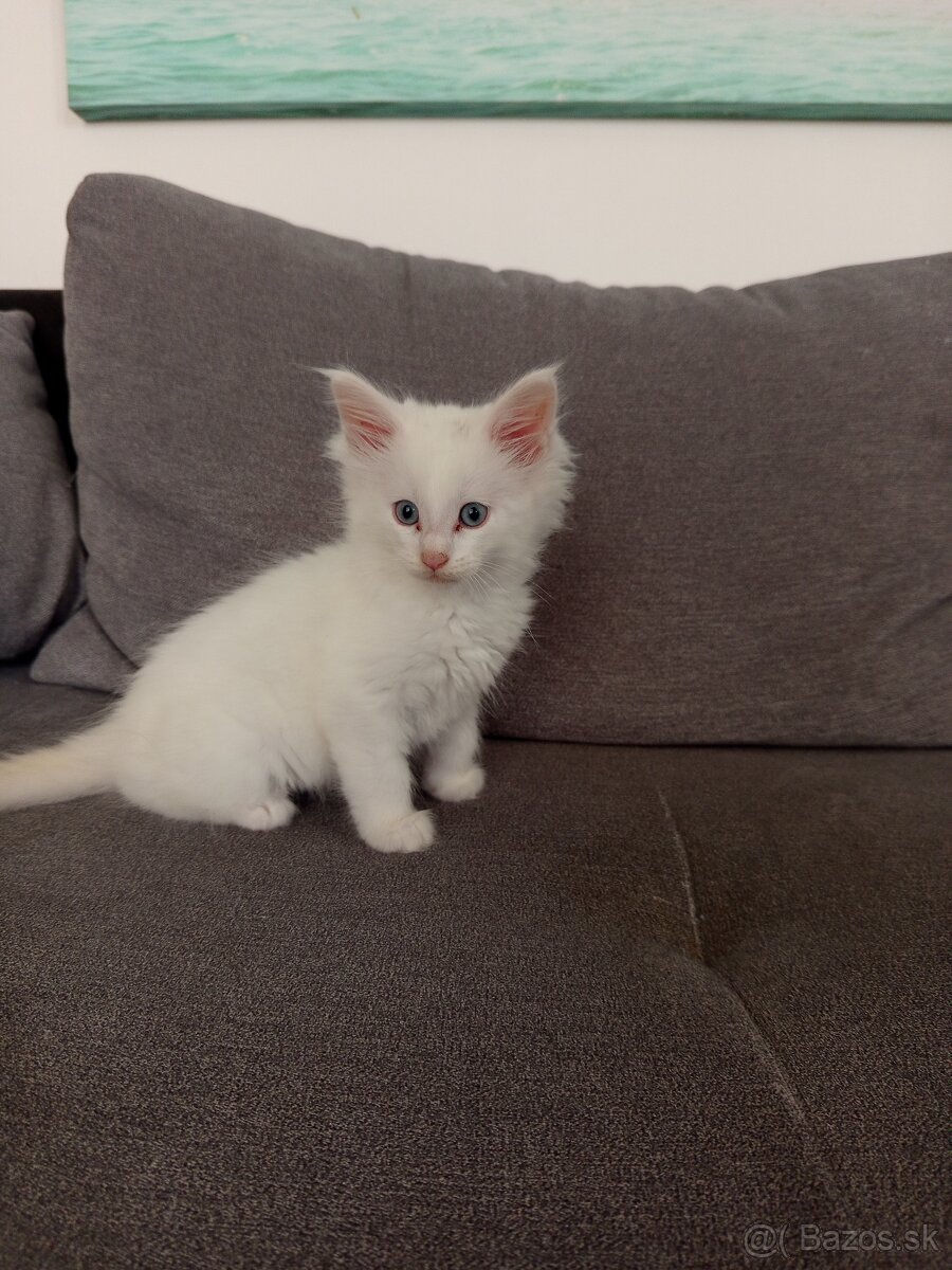 Maine Coon - 2