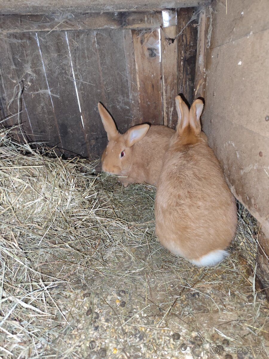 burgmunske kraliky - 2