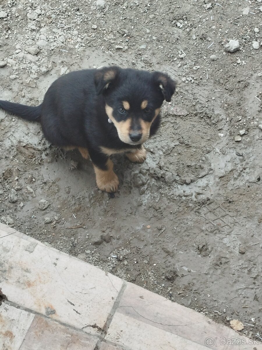 Predám vymením - 2