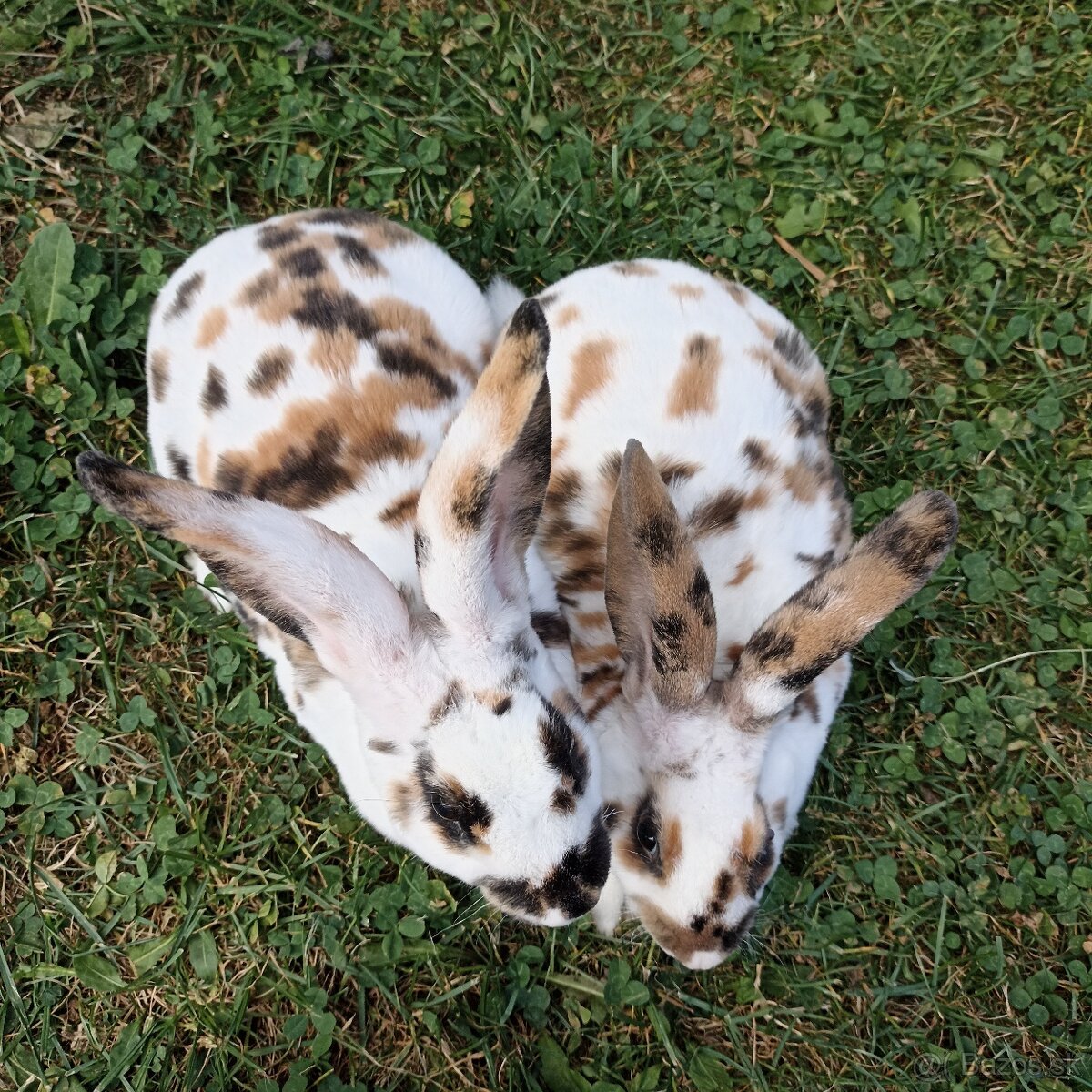 Ponúkame zajace - 2