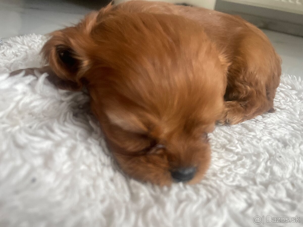 Kavalier Kingová charles - 2