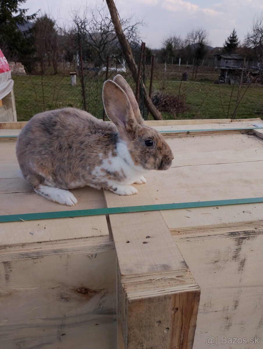 Predám zajace Rex - 2