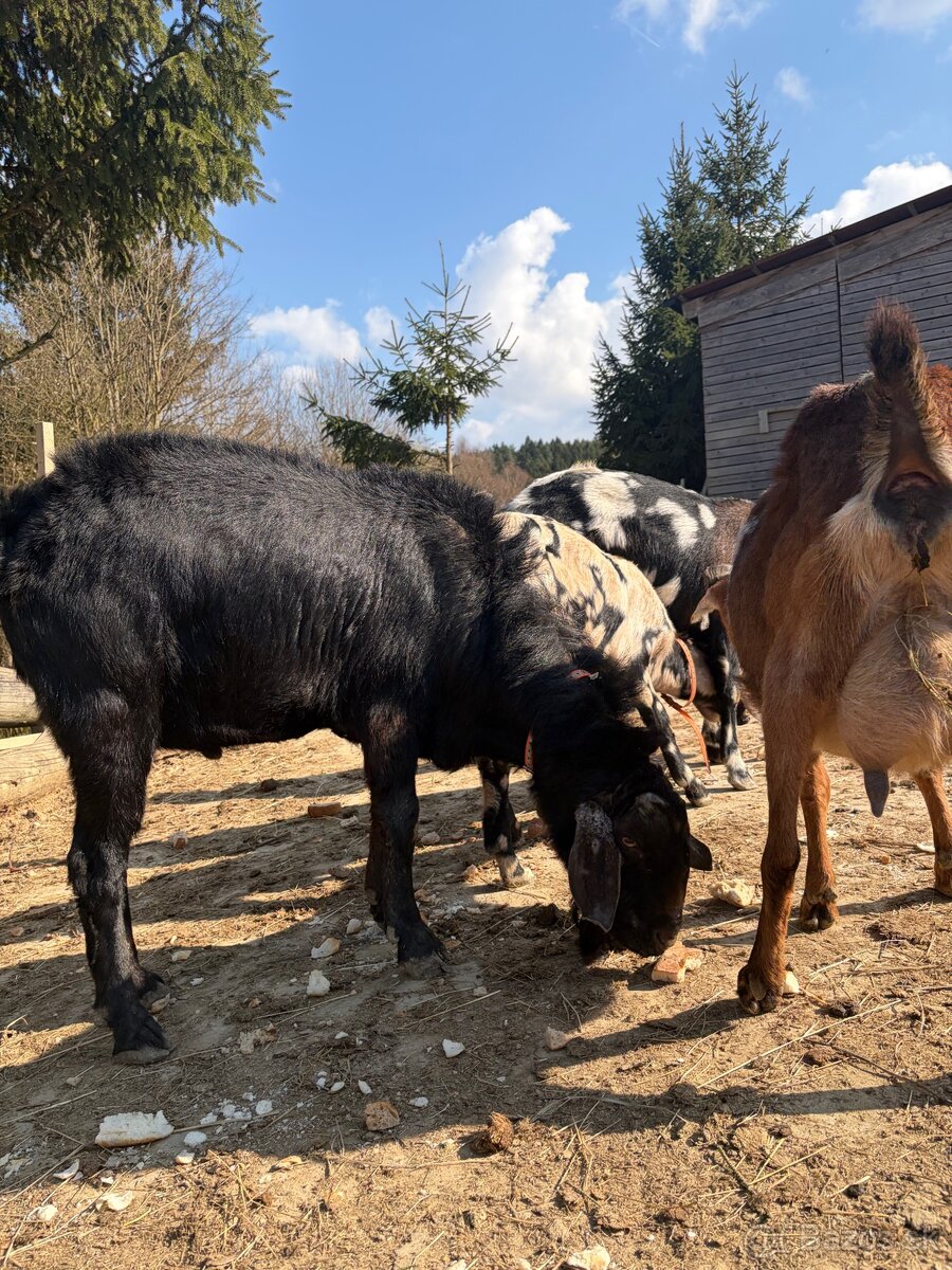 Priateľský cap - 2