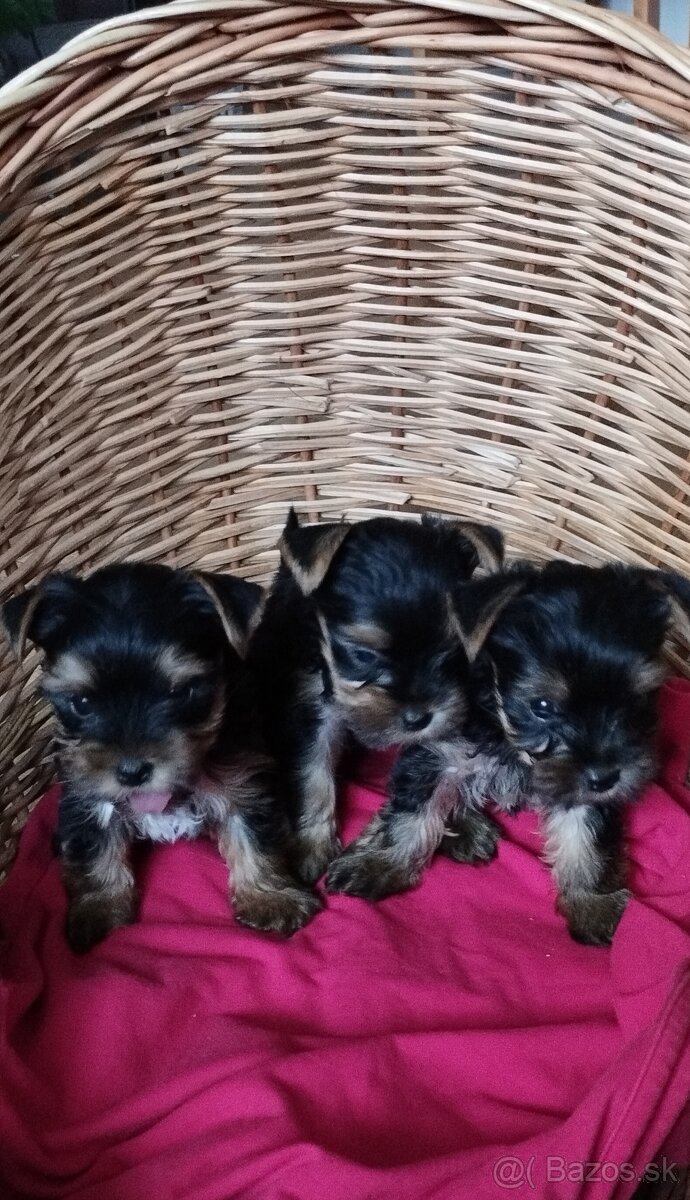 Yorkshirsky teriér - 2