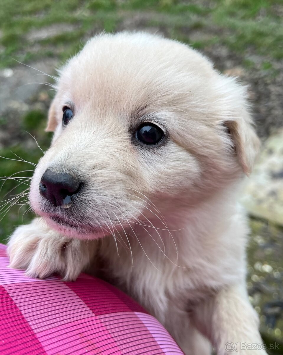 Darujem šteniatka - 2