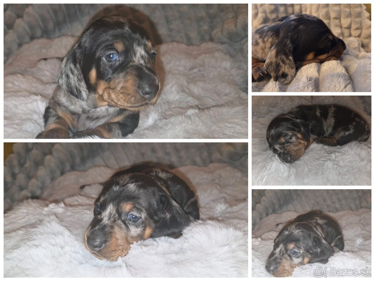 Krátkosrstý jazvečík trpasličí - šteniatka - 2