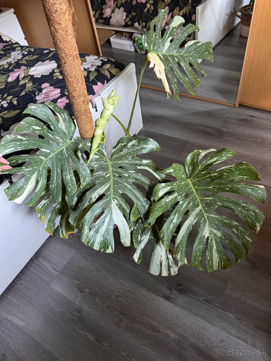 monstera thai velka - 2