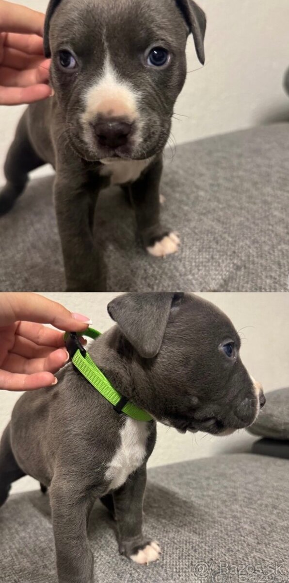 Americký stafordšírsky teriér - 2