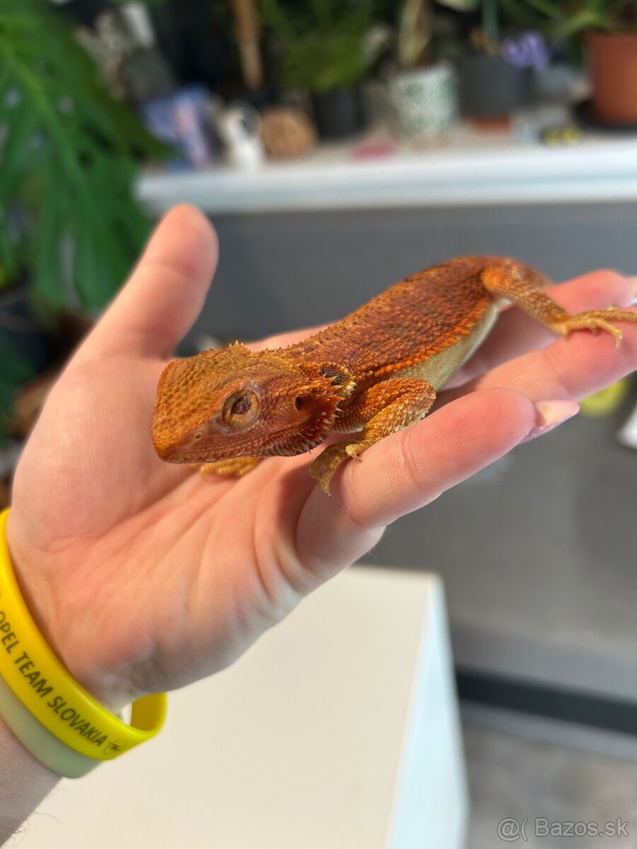 Agama bradatá - 2
