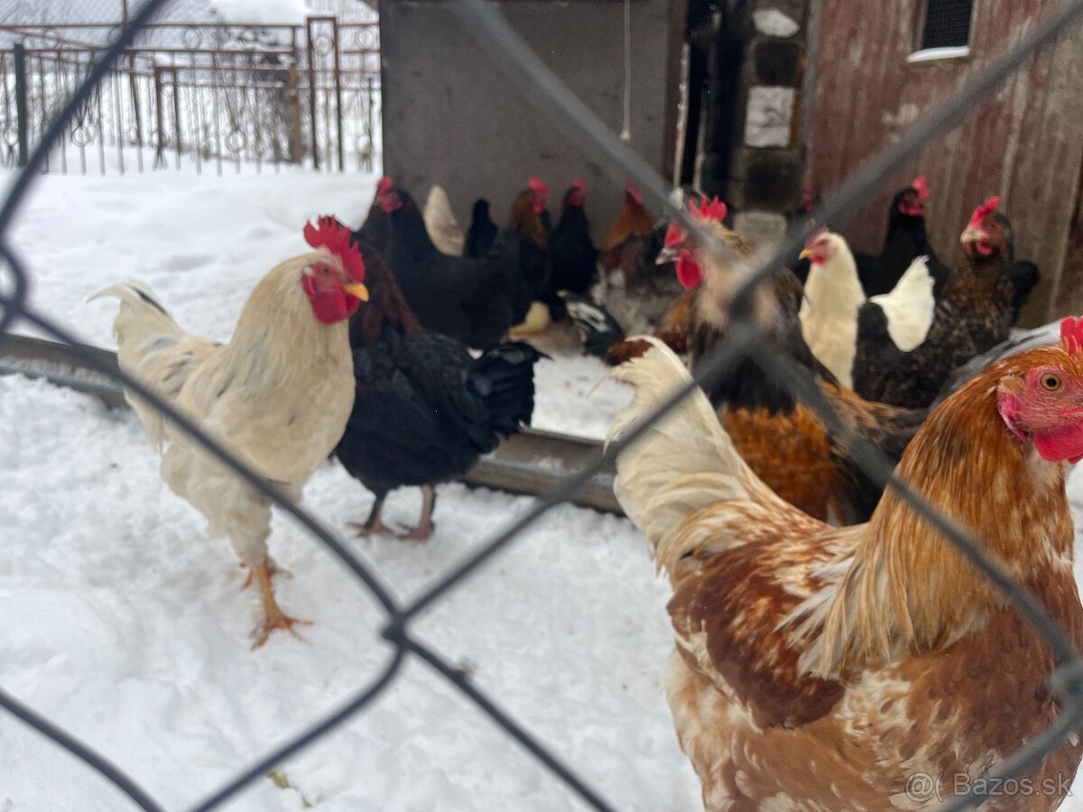 Predám mladych kohutov - 2