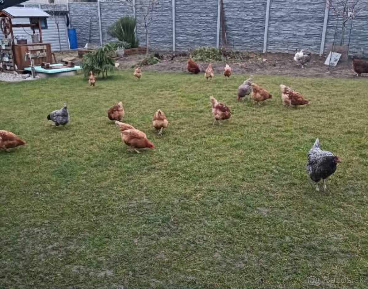 Domáce vajíčka - 2