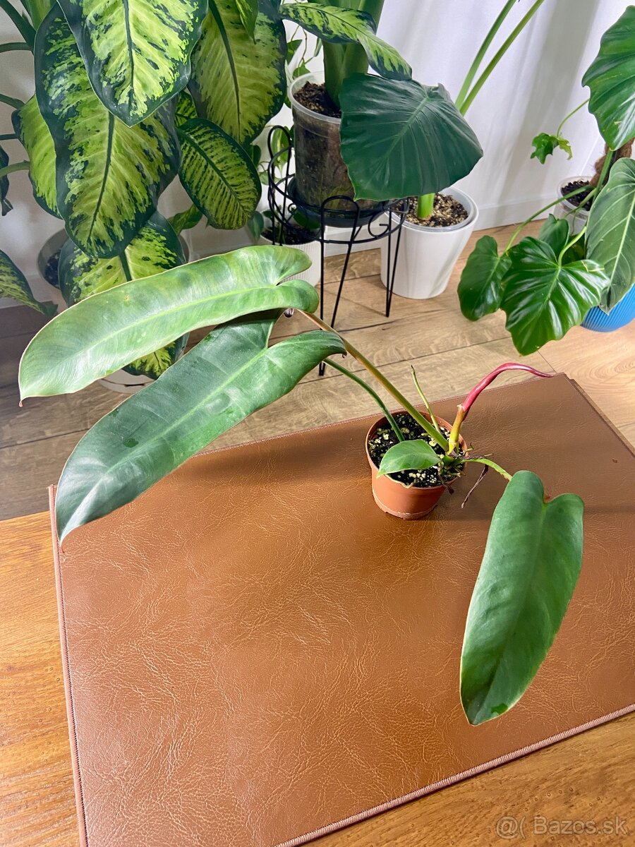 Predám rôzne izbové rastliny - 2