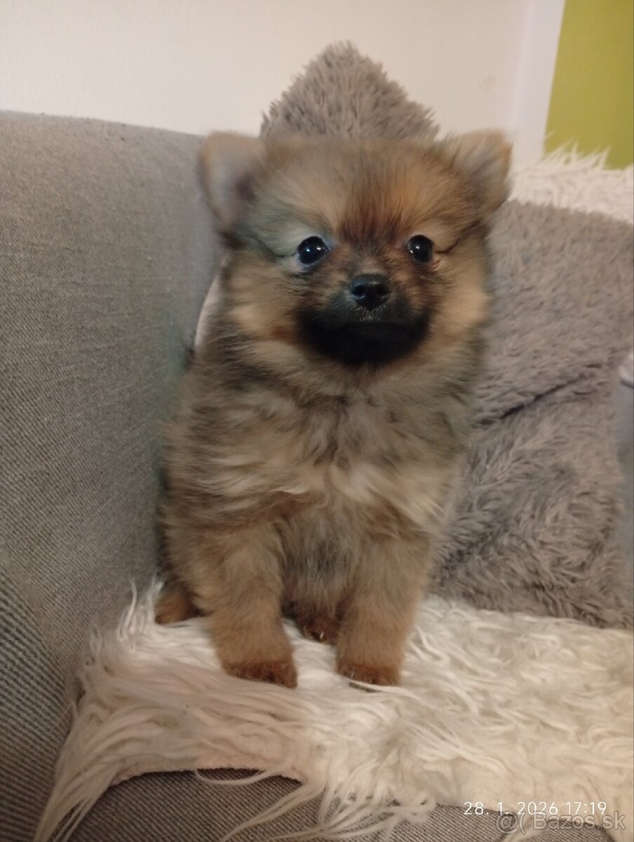 Nemecký špic malý Orange - 2