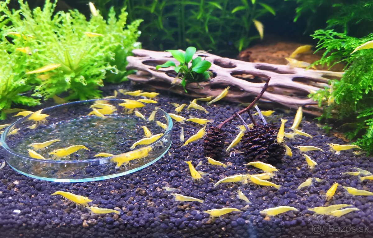 Krevetky žlté, modré, červené a rilli - 2