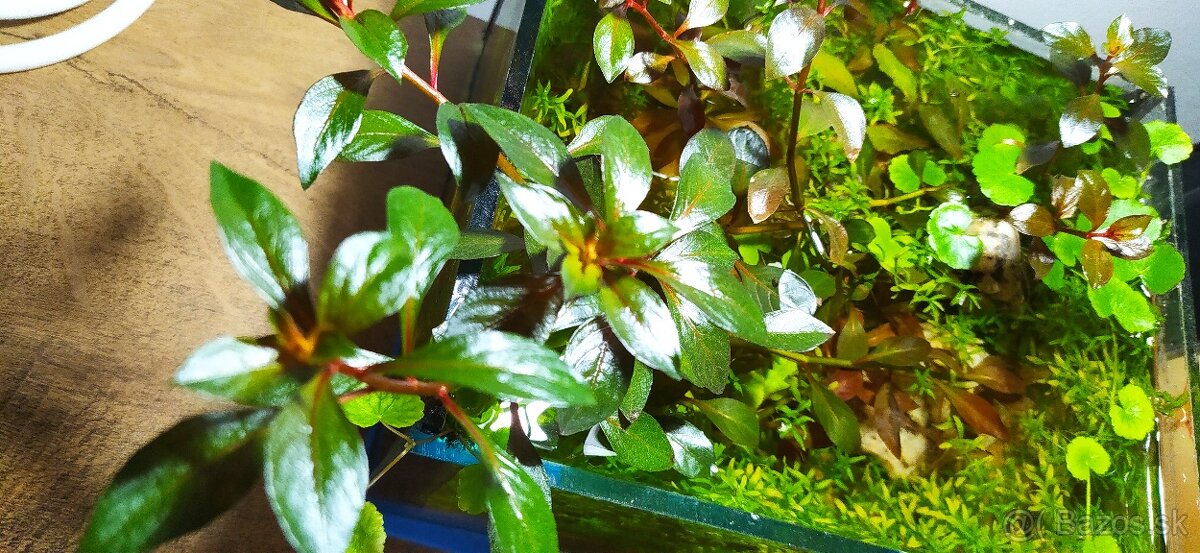 LED svetlo pre malé akvárium - 2