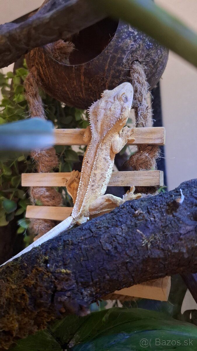 Pagekon riasnaty samček - 2